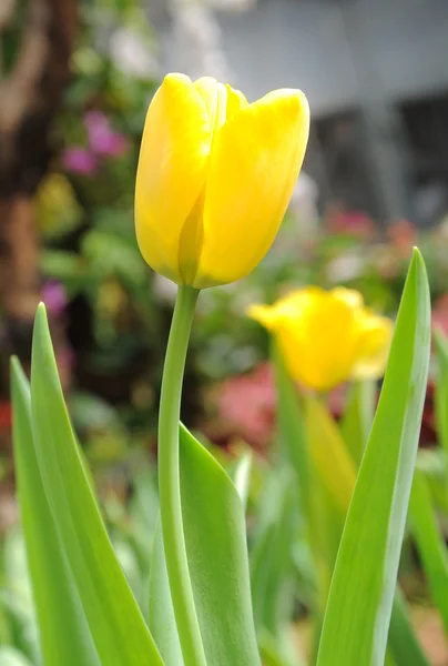 Mooie tulpen — Stockfoto