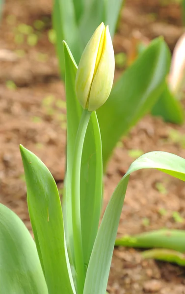 Mooie tulpen — Stockfoto