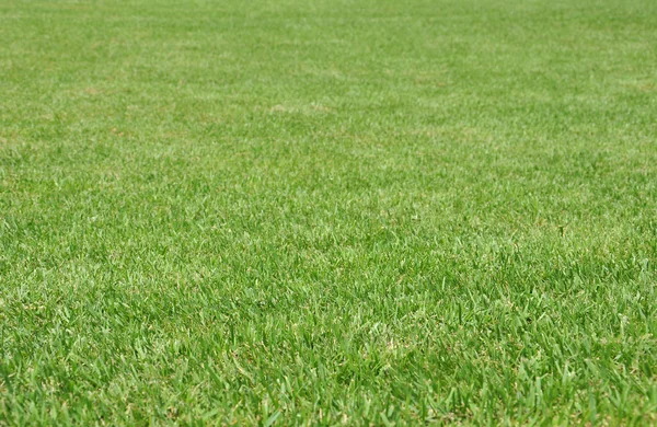 Świeża trawa tło — Zdjęcie stockowe