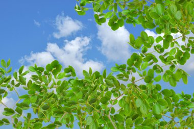 yaprak yeşil ve güzel mavi gökyüzü