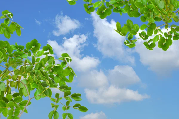 Gröna blad och vacker blå himmel — Stockfoto