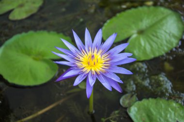 Lotus