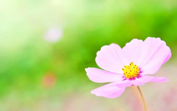 ソフト フォーカス フィルター色の背景を持つ美しい花 — ストック写真