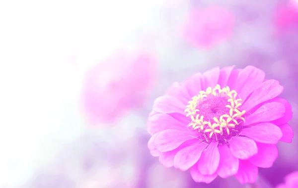 Hermosa flor con Soft Focus Color Filtros fondo — Foto de Stock