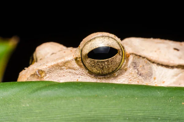 Close up Frog eye — Stock Photo, Image