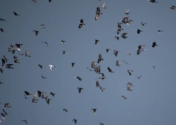 Disturbed Flock Rooks Flight Single Gull Blue Sky Background — Stock Photo, Image