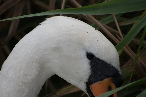 Grande Plano Único Cisne Mudo Olho Muito Impressionante Juncos Quadro — Fotografia de Stock