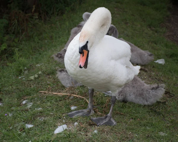 Hissing Swan Γονέας Μικρά Που Περιβάλλεται Από Γρασίδι Και Φτερά — Φωτογραφία Αρχείου