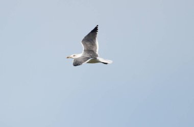 Küçük Siyah Yedeklenmiş Martı, uçarken biraz sola ve bankacılığa doğru uçuyor.