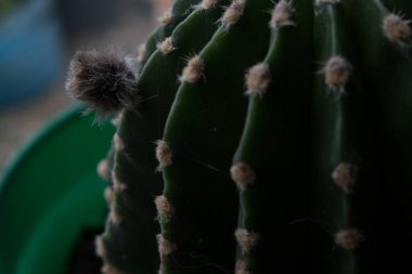 Pencere pervazındaki büyük kaktüs, büyük bir tencerede..
