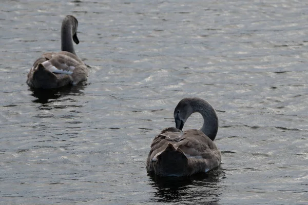 Dois Cygnets Mudos Cisne Junto Rio Ondulando Dos Pássaros Está — Fotografia de Stock