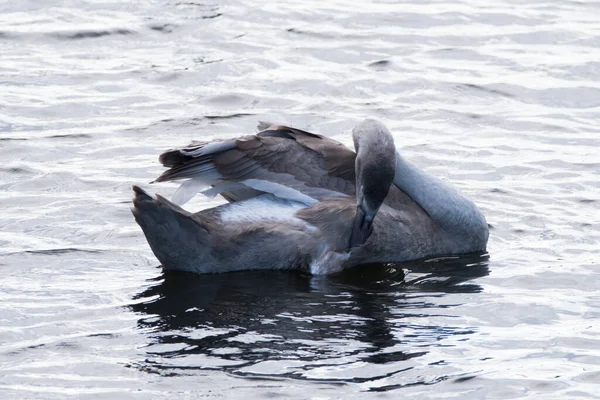 Singolo Cigno Cigno Muto Che Predilige Acqua Increspata — Foto Stock