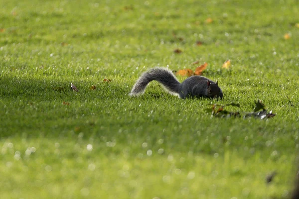 다람쥐 풀밭에서 — 스톡 사진