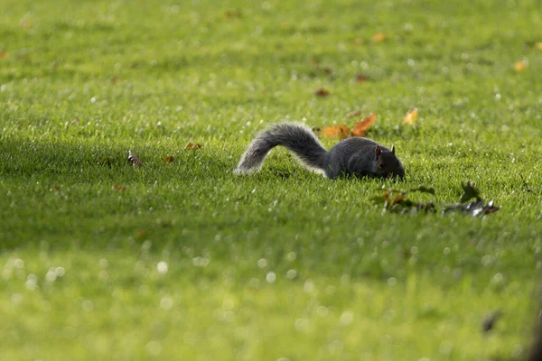 Écureuil Gris Jouant Dans Champ Herbe — Photo