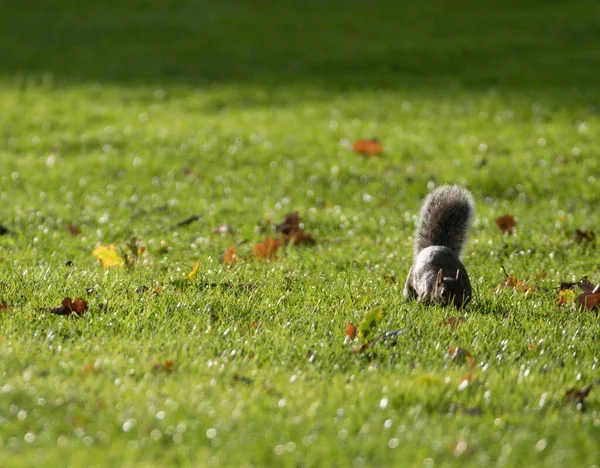 다람쥐가 지역에서 — 스톡 사진