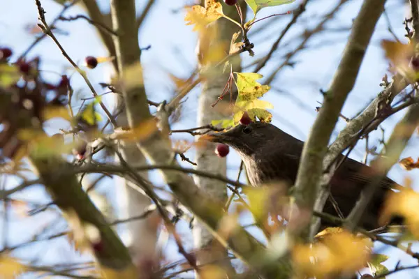 Quiscale Juvénile Mangeant Des Baies Dans Arbre Par Après Midi — Photo