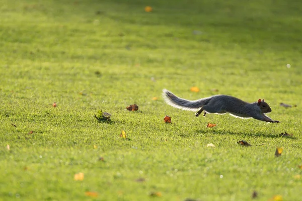 Grey Squirrel Running Grass Clearing Surrounded Grass Autumn Leaves — Stock Photo, Image