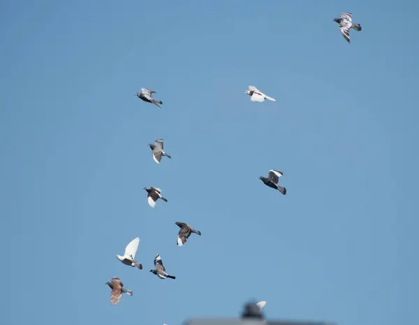 Rebanho Mixado Pombos Pombas Perturbado Voo Com Fundo Azul Céu — Fotografia de Stock