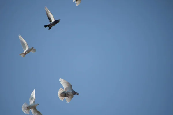 Güvercinler Güvercinler Mavi Bir Arka Planla Birlikte Uçuyorlar — Stok fotoğraf