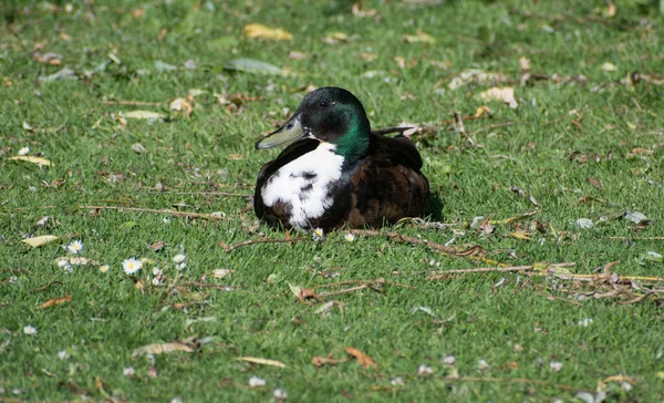 Single Duck Some Grass Surrounded Feathers — 스톡 사진