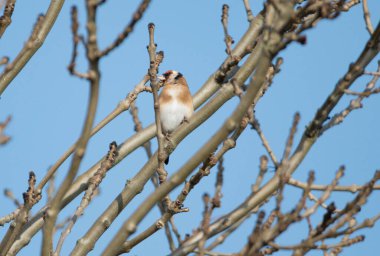 Mavi arka planı olan bir ağaca tünemiş tek bir ispinoz kuşu..