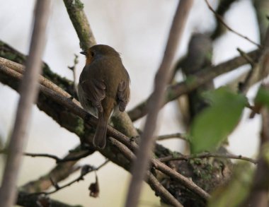 Bekar Robin ağaçta tünemiş, dallarla ve yapraklarla çevrili, kameraya geri dönmüş..