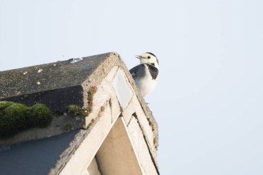 Tavan arası dalgalı kuyruk, temiz bir gökyüzü arka planına sahip bir çatıya tünemiş.. 
