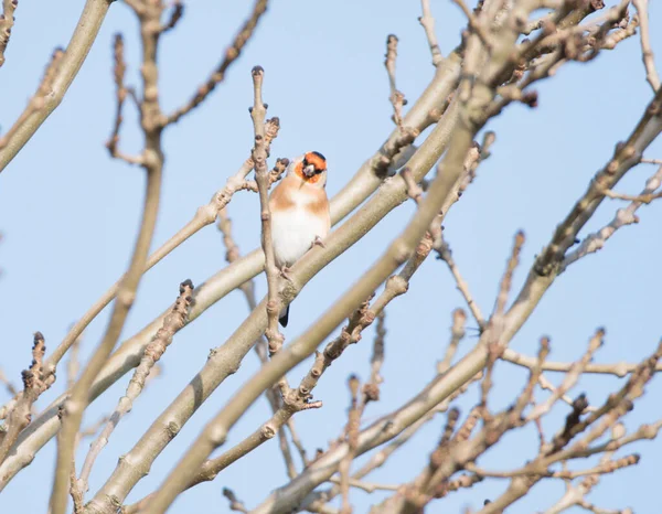 Goldfinch Sedí Stromě Modrou Oblohou Pozadí — Stock fotografie