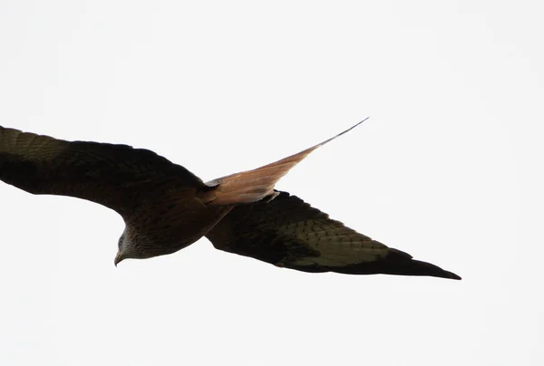 Kite Vermelha Voo Concentrando Cauda Dia Sombrio — Fotografia de Stock
