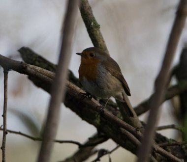Robin dallarla çevrili bir ağaçta saklanıyor..