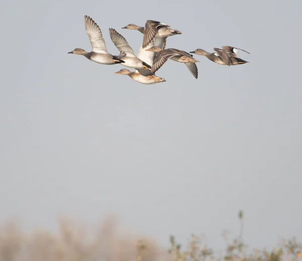 Küçük Bir Gadwell Ördek Sürüsü Çalılık Arazide Uçuyor — Stok fotoğraf