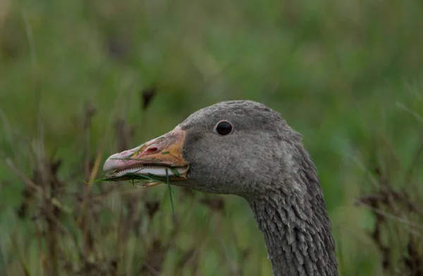 Una Sola Oca Grigia Fissa Macchina Fotografica Circondata Erbe Verdi — Foto Stock