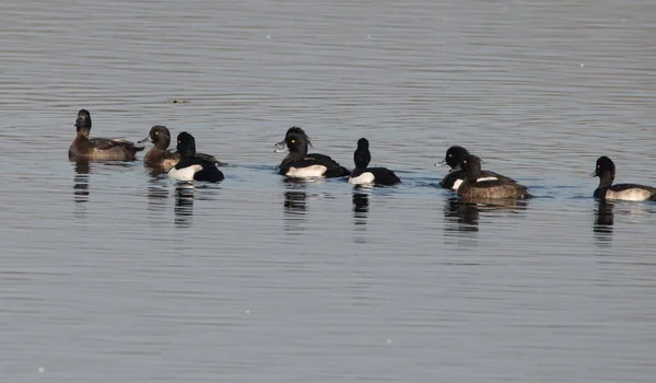 一群小鸭在波涛汹涌的湖中游来游去 — 图库照片
