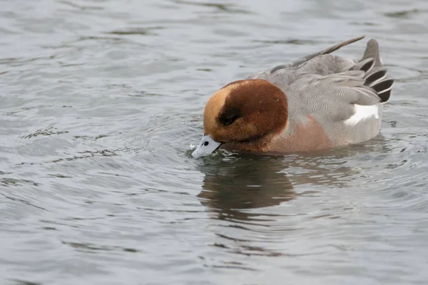 Único Macho Wigeon Alimentando Água Ondulante — Fotografia de Stock