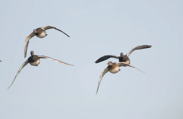 Four Gadwell ducks flying towards the camera on a dull day. — Stock Image Four Gadwell Ducks Flying Camera Dull Day Stock Image