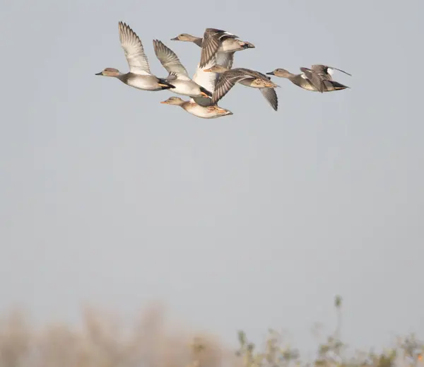 A small flock of Gadwell Ducks in flight over scrubland. — Stock Image Small Flock Gadwell Ducks Flight Scrubland Royalty Free Stock Photos