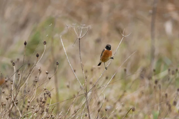 Stonechat Resting Dried Cow Parsley Autumnal Colours Background — Stock Photo, Image