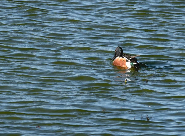 Macho Nadando Água Agitada Devido Vento Pássaro Está Nadando Longe — Fotografia de Stock