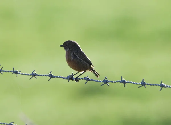 Stonechat perching on the barbed wire, with a blurred green background.