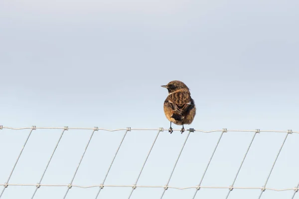 Stonechat Resting Metal Fence Dull Background — Stock Photo, Image