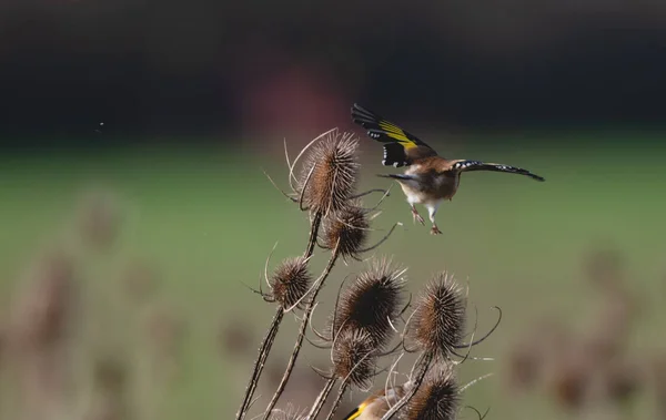 Goldfinch Vzlétl Čajové Konvice Rozmazaným Zeleným Pozadím — Stock fotografie