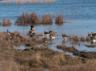 Arka planda dalgalı su ve bitkilerle gölün kenarında dinlenen lapkanatlar.. 