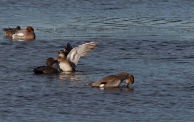 Dişi Gadwell ördeği dalgalı su geçmişi olan bir erkeğe saldırganlık gösteriyor.. 