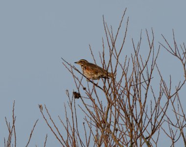 Kırmızıkanat, sonbaharda sade bir arka planda çıplak bir ağaca tünedi.. 