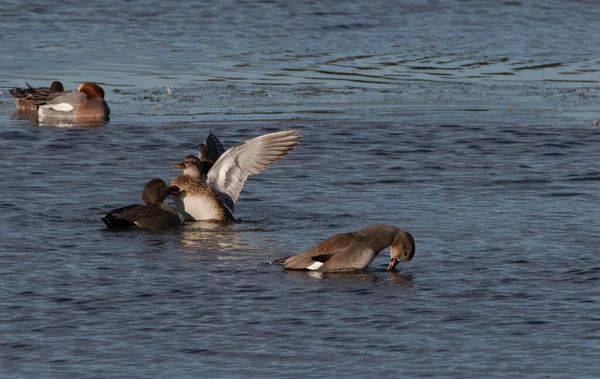 Female Gadwell duck showing aggression towards a male with a rippling water background. — Stock Image Female Gadwell Duck Showing Aggression Male Rippling Water Background Stock Picture