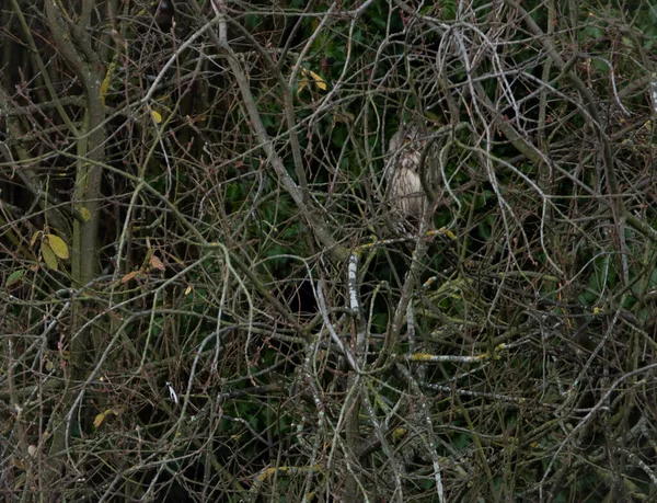 Light Coloured Long Ear Owl Looking Trees Bird Very Well — стоковое фото