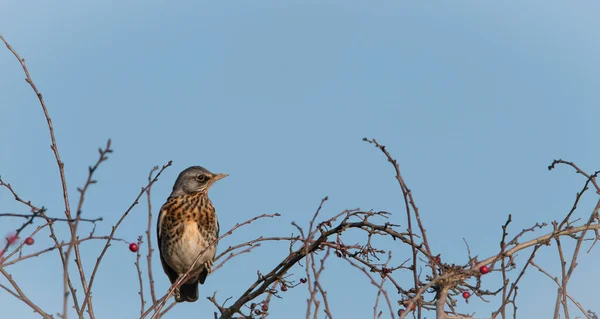 Fieldfare Bessen Met Een Blauwe Lucht Achtergrond — Stockfoto