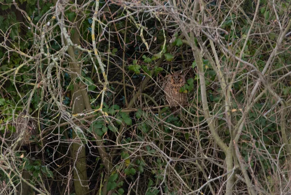 Búho Oreja Larga Descansando Arbustos Pájaro Está Muy Bien Escondido — Foto de Stock