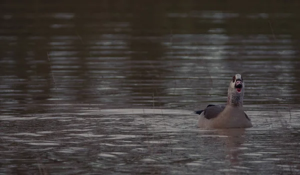 Single Egyptian Goose Shouting Swimming Rippling Water River Welland — Stock Photo, Image