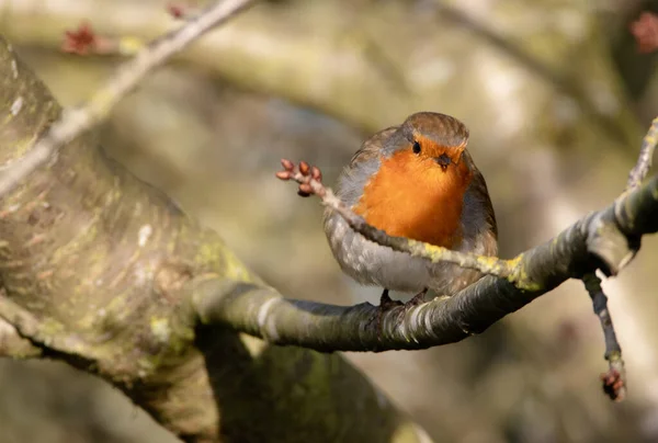 Robin Perché Sur Une Branche Avec Une Brindille Bourgeonnante Dans — Photo